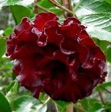 Black Magic Camellia, Camellia japonica 'Black Magic'